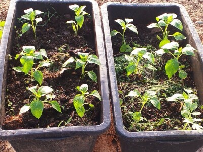 OPG Drozdek OPG Drozdek