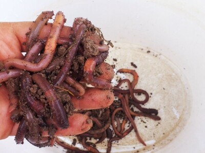 OPG Drozdek OPG Drozdek