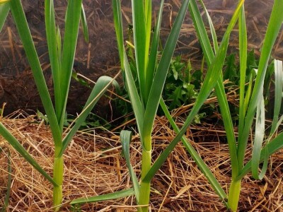 OPG Drozdek OPG Drozdek