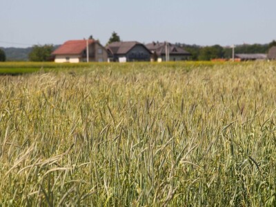 OPG Drožđek širi proizvodnju industrijske rajčice