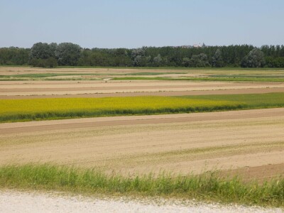 OPG Drožđek širi proizvodnju industrijske rajčice