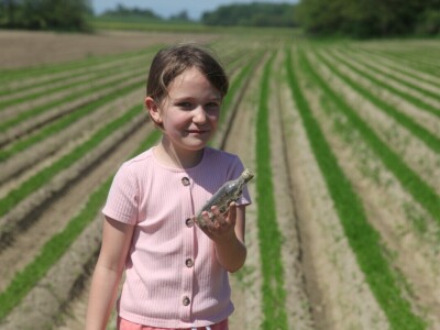 OPG Drožđek širi proizvodnju industrijske rajčice