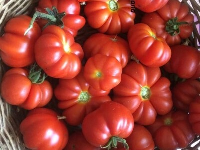 OPG DUK SLIKE ZA TEKST