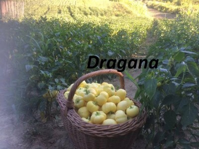 OPG DUK SLIKE ZA TEKST