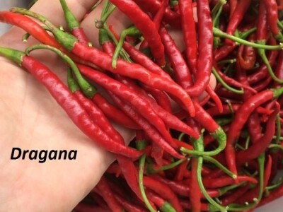 OPG DUK SLIKE ZA TEKST