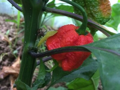 OPG DUK SLIKE ZA TEKST