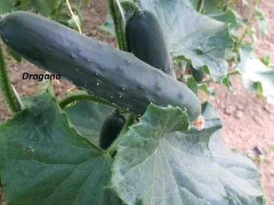 OPG DUK SLIKE ZA TEKST