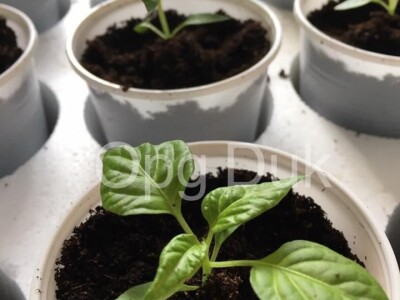 OPG DUK SLIKE ZA TEKST