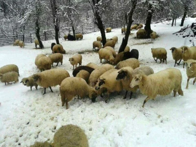 OPG Emil Baltić