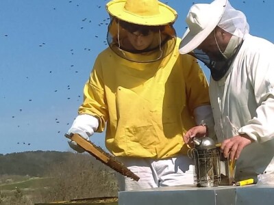 OPG Fajdetić - pčelarstvo OPG Fajdetić - pčelarstvo