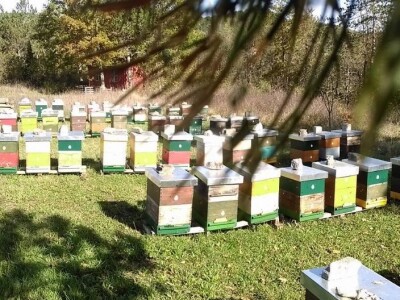 OPG Fajdetić - pčelarstvo OPG Fajdetić - pčelarstvo