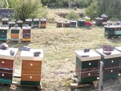 OPG Fajdetić - pčelarstvo OPG Fajdetić - pčelarstvo