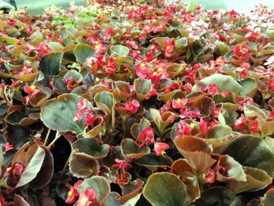 OPG Flajšman ulaže u razvoj proizvodnje