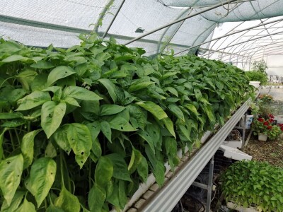 OPG Flajšman ulaže u razvoj proizvodnje