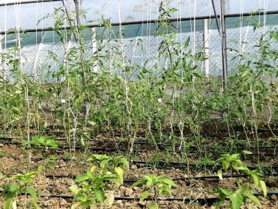 OPG Flajšman ulaže u razvoj proizvodnje