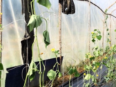 OPG Flajšman ulaže u razvoj proizvodnje