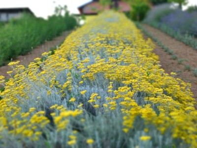 OPG Francetić OPG Francetić