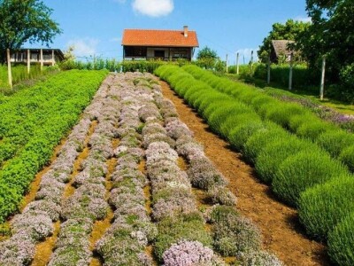 OPG Francetić OPG Francetić