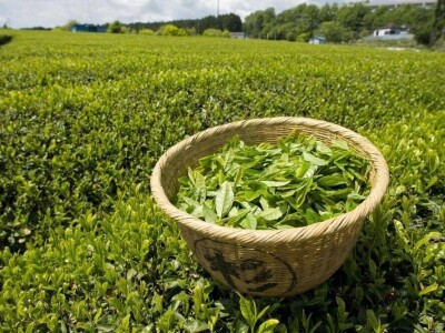 OPG Francetić OPG Francetić