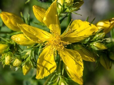 OPG Francetić OPG Francetić