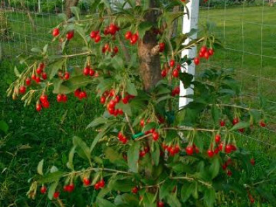 Ovaj prizor pokazuje da se itekako vodi briga o ovom bobičastom voću