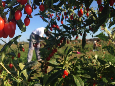 Vrijeme je za branje goji bobica