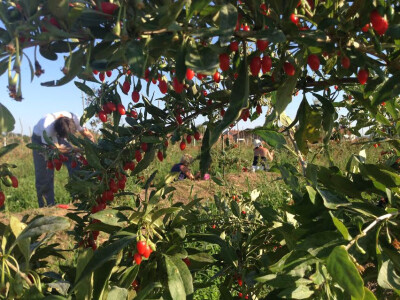 Vodi se briga o svakom plodu