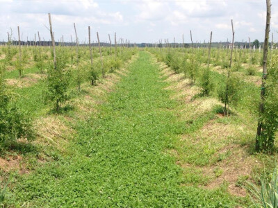 Plantaža goji bobica