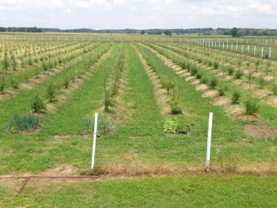 Izvrstan prikaz brige o o vom specifičnom, zdravom i ljekovitom bobičastom voću