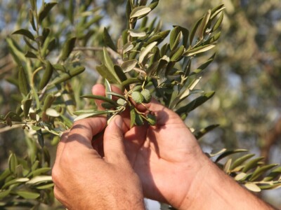 OPG Galjin dvor Kruševo