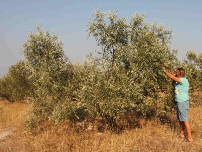 OPG Galjin dvor Kruševo