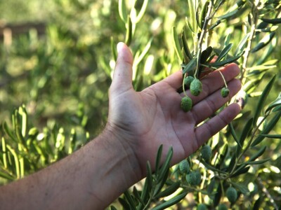 OPG Galjin dvor Kruševo