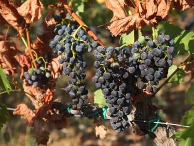 OPG Galjin dvor Kruševo