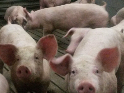 OPG Glavašić (Bizovac)