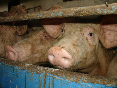 OPG Glavašić (Bizovac)