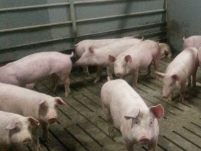 OPG Glavašić (Bizovac)