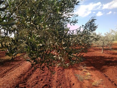 OPG Gojtan, šampion Noćnjaka