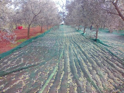 OPG Gojtan, šampion Noćnjaka