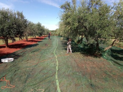 OPG Gojtan, šampion Noćnjaka