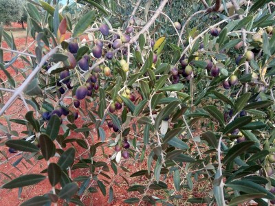 OPG Gojtan, šampion Noćnjaka