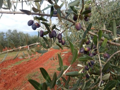 OPG Gojtan, šampion Noćnjaka