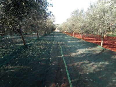 OPG Gojtan, šampion Noćnjaka