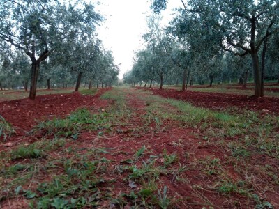 OPG Gojtan, šampion Noćnjaka