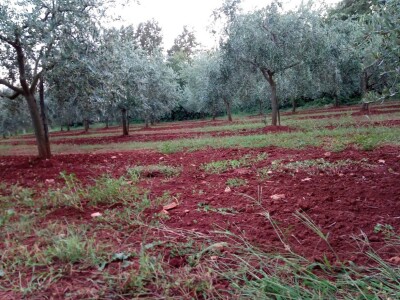 OPG Gojtan, šampion Noćnjaka