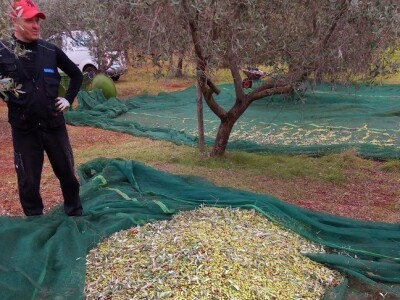 OPG Gojtan, šampion Noćnjaka