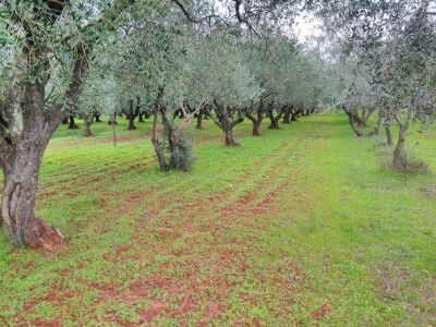 OPG Gojtan, šampion Noćnjaka