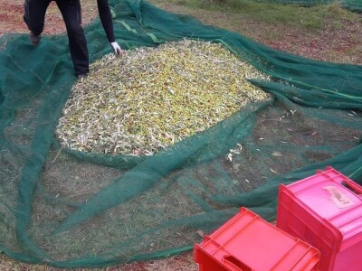 OPG Gojtan, šampion Noćnjaka