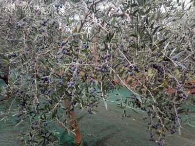 OPG Gojtan, šampion Noćnjaka