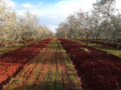 OPG Gojtan, šampion Noćnjaka