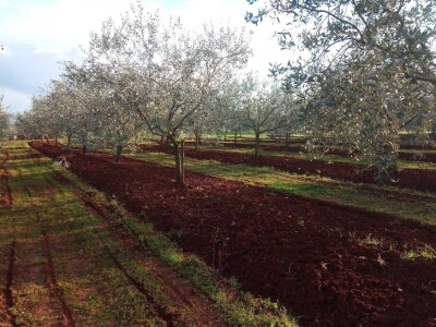 OPG Gojtan, šampion Noćnjaka